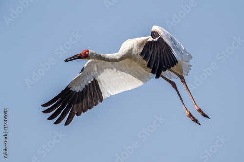 Bird in flight - Siberian crane (Grus leucogeranus)
