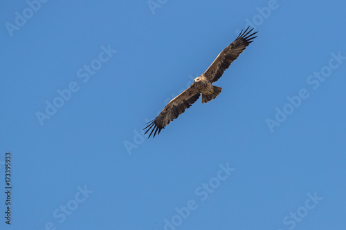 Bird in flight - Imperial Eagle   Aquila heliaca 