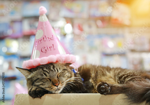Canvas Print Thai cat sleeping with birthday paper hat on head.
