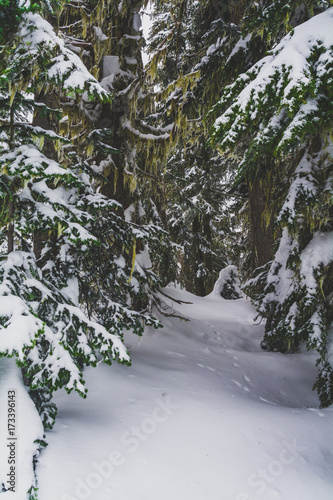 Mt. Rainer National Park Washington Snow