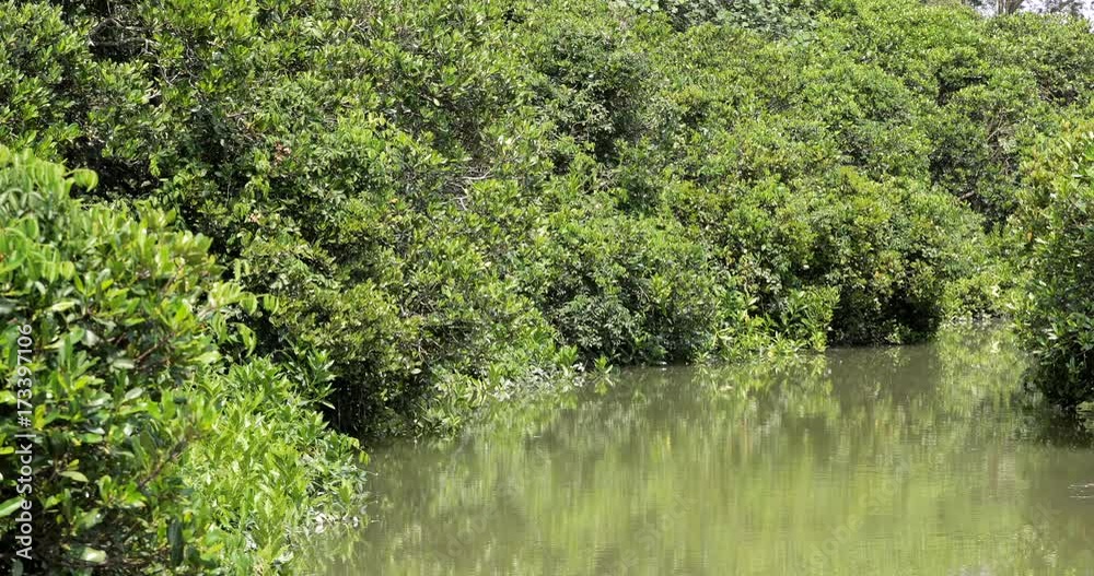 Mangrove wetland Mangrove wetland