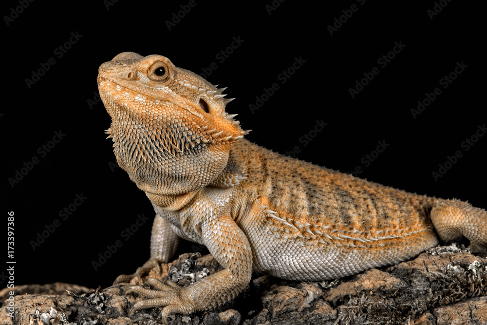 Naklejka premium Three quarter profile portrait of a bearded dragon on a log looking to the left set against a black background