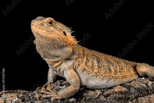 Three quarter profile portrait of a bearded dragon on a log looking to the left set against a black background