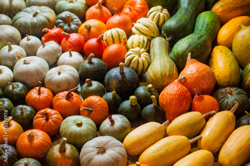 Varieties of squashes and pumpkins.