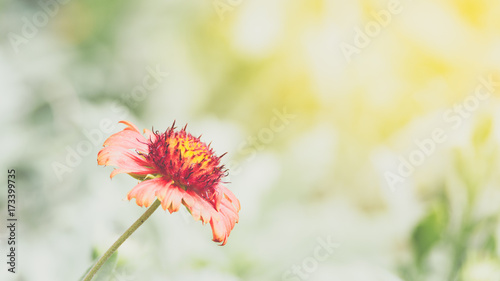 Flower (Zinnia, Zinnia violacea Cav.) in garden © pongmoji