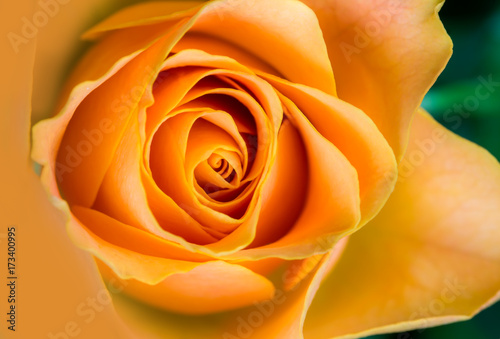 eine Nahaufnahme von einer lachsfarbenen Rose © Rainer Fuhrmann