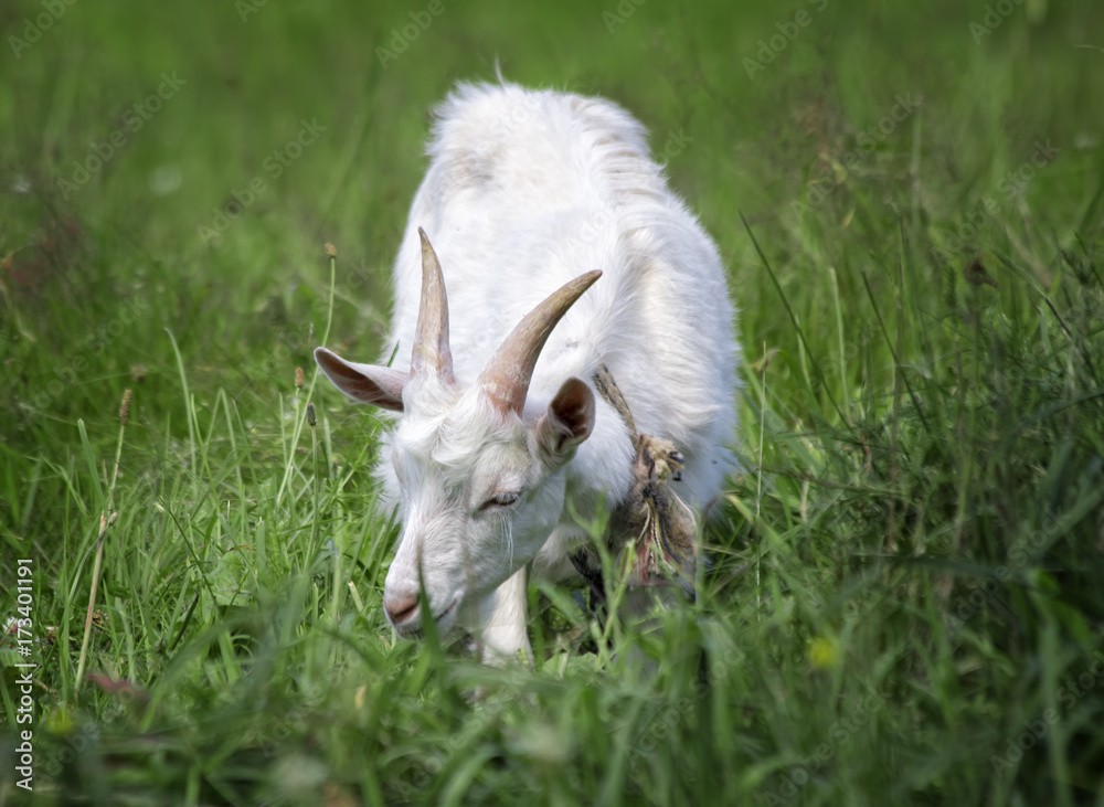 A young white goat grazes in a meadow A young white goat grazes in a meadow