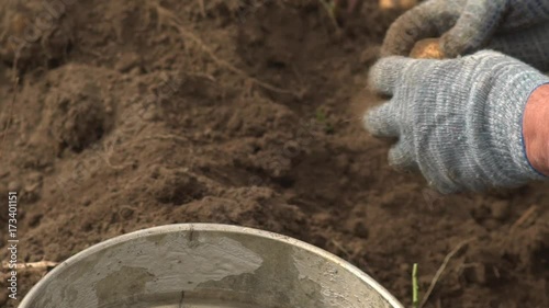 Workers in garden and bucket of potatoes. Harvest time, planting potatoes. Family farmers. Seasonal job photo