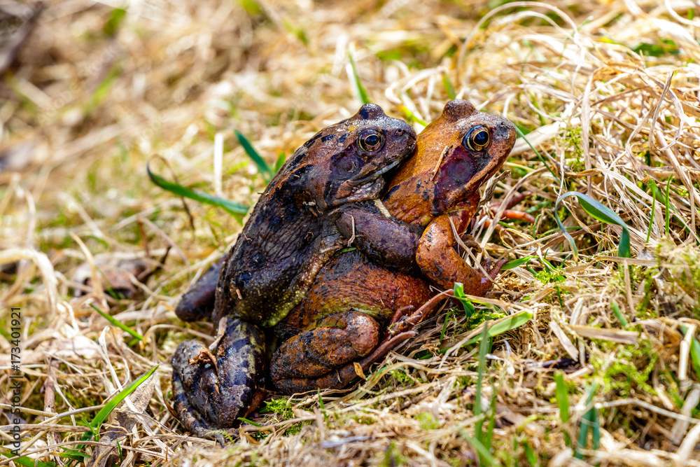 Fototapeta premium Two frogs breeding on the grass