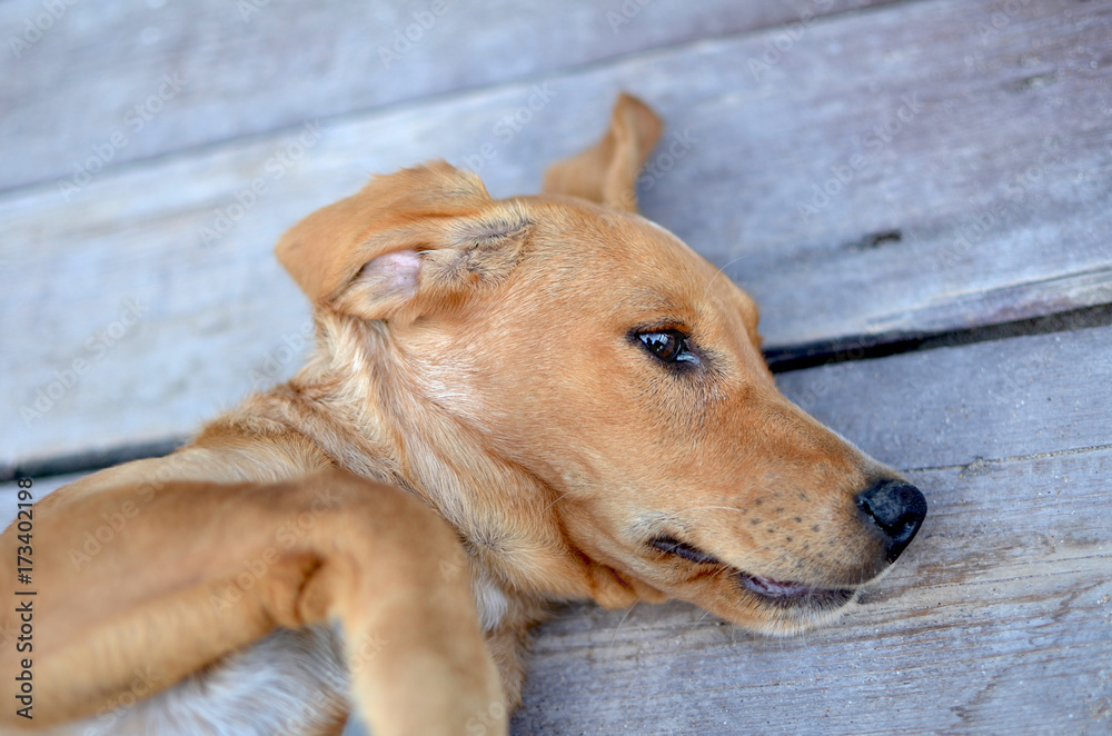 cute redhead stray dog lying on wooden floor cute redhead stray dog lying on wooden floor
