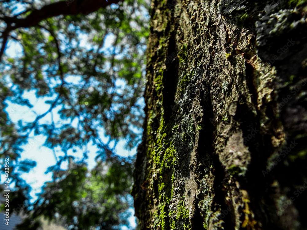 Tree Bark Macro