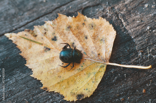 Black beetle on yellow leave - autumn forest concept photo