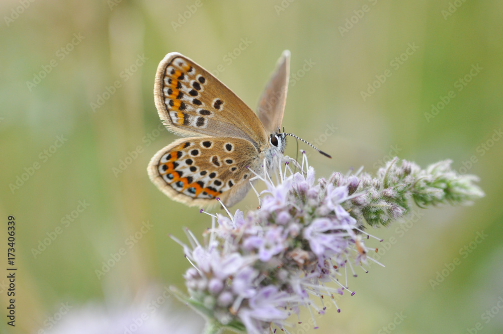 Obraz premium Silver-studded Blue butterfly on mint flower. Plebejus argus butterfly in nature 