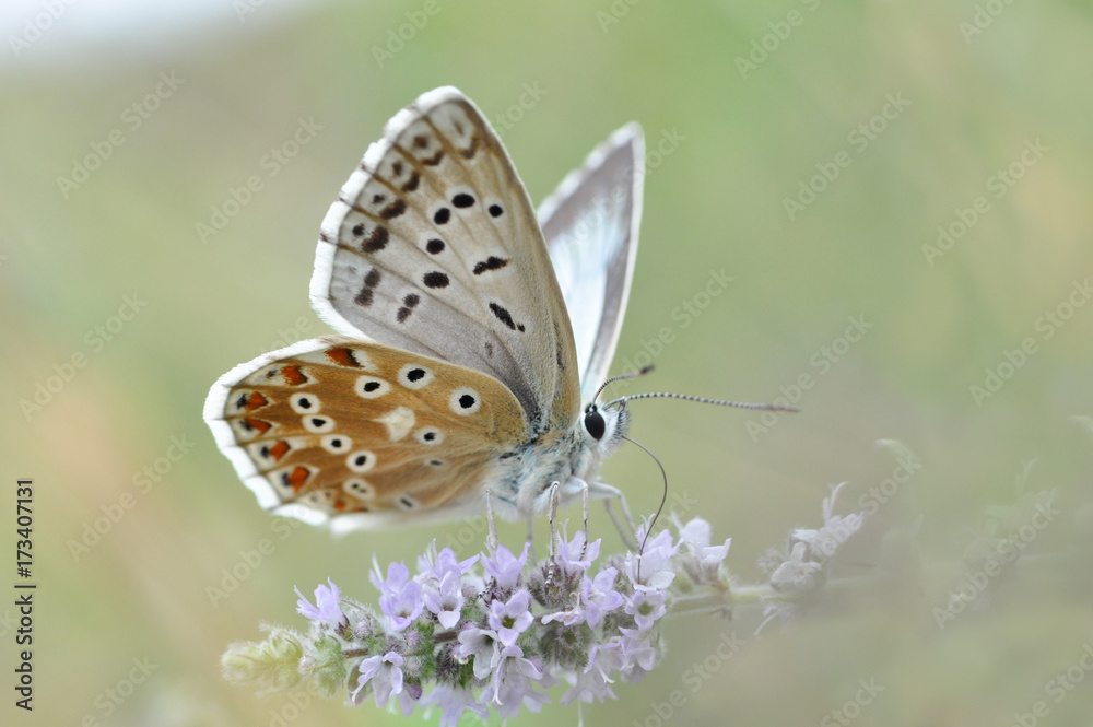 Obraz premium Chalkhill Blue butterfly on mint flower. Polyommatus coridon butterfly in nature 