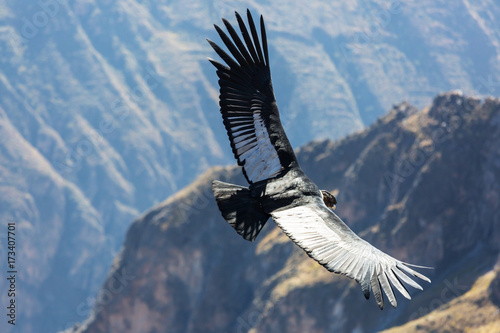 Condor