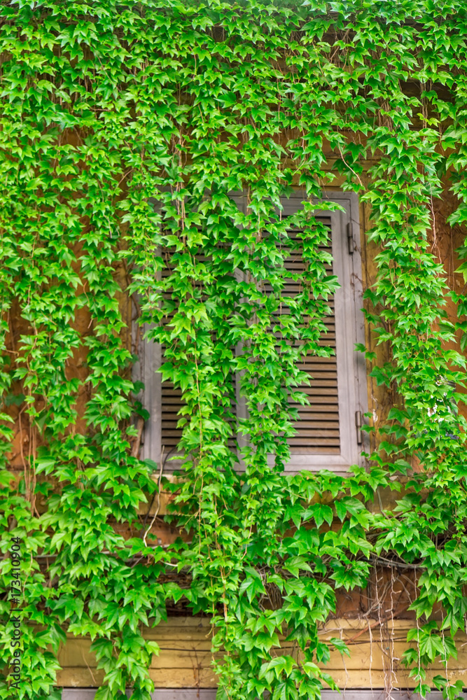 Window on the old building in Rome, covered by ivy. Window on the old building in Rome, covered by ivy.