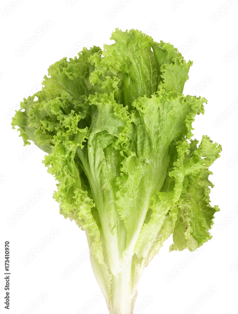 Fresh lettuce isolated on white background. Salad leaf Fresh lettuce isolated on white background. Salad leaf