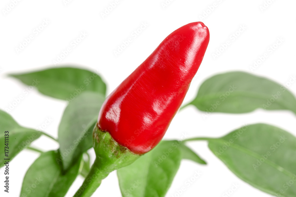 Red chili pepper with leaf isolated on a white background no shadow Red chili pepper with leaf isolated on a white background no shadow