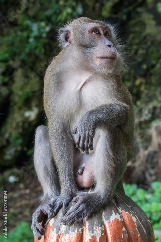 Orang-utans and Long-tailed macaques