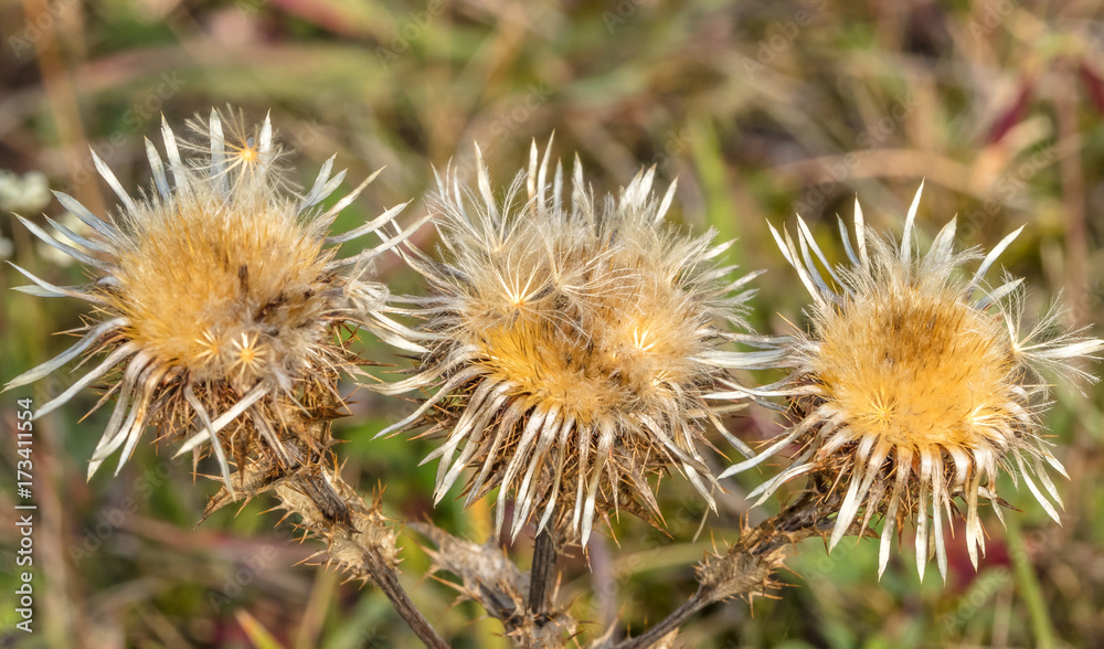 distel distel