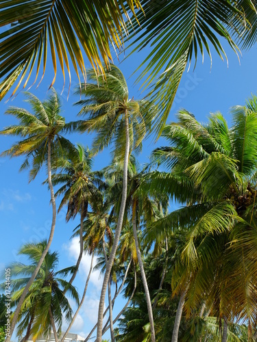 Coconut trees in Maldives