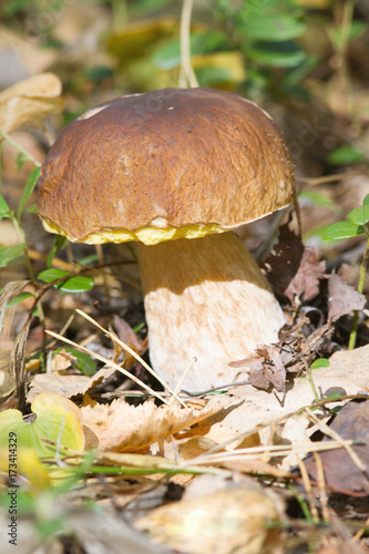 Picking mushrooms in forest in early autumn - sunny day, boletus