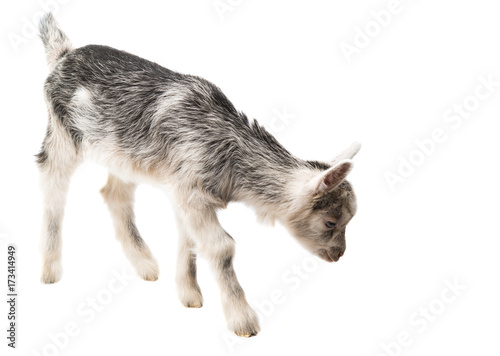 small goats isolated