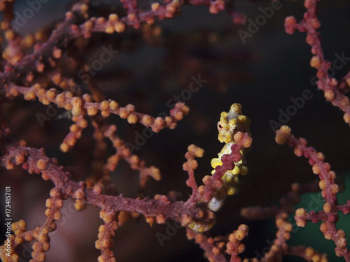 Yellow Pygmy Seahorse, Gelbes Zwerg-Seepferdchen (Hippocampus bargibanti)