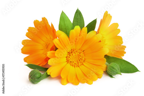 Calendula. Marigold flower with leaf isolated on white background