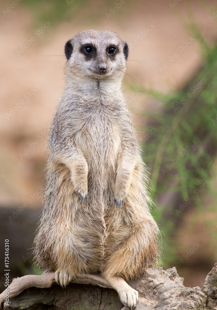 Fototapeta premium Isolated Meerkat standing keeping watch