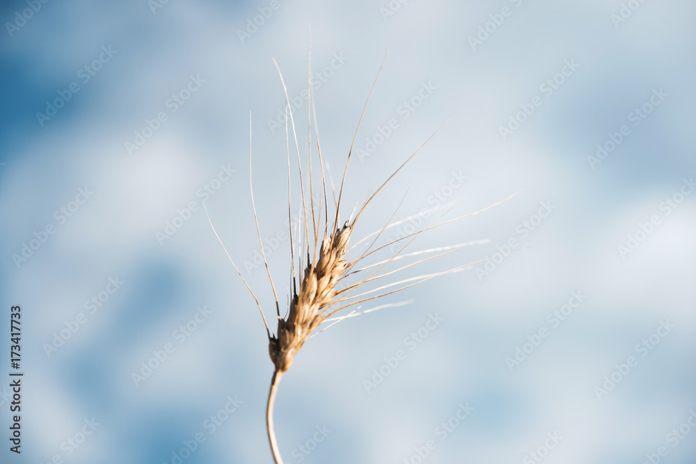 Fototapeta premium Golden wheat ear standing alone