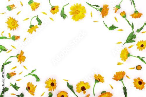 Frame of Calendula. Marigold flower isolated on white background with copy space for your text. Top view