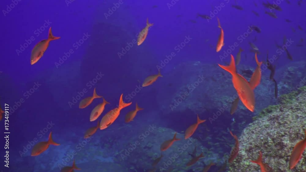 Hammerhead shark in school of fish on underwater seabed of natural sea aquarium. Unique landscape, canyons, walls and caves. Beautiful relax array of marine life ready for exploration.