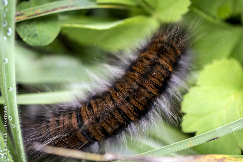 brown furry caterpillar on green leaf in grass