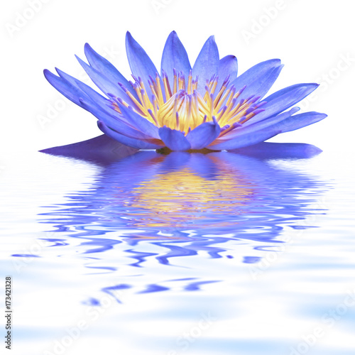 fleur de nymphéa bleu sur l'eau 