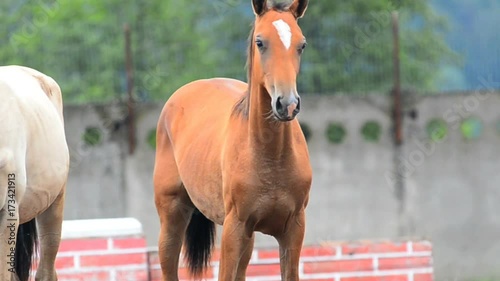 Couple of young colts posing