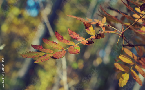 View of autumn European forest photo