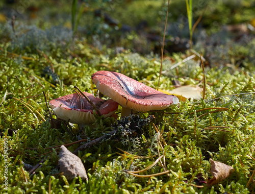 View of autumn European forest photo