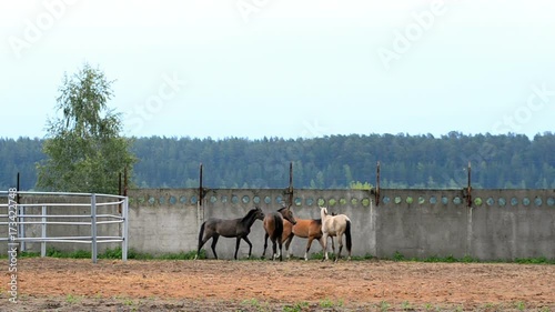 Landscape with horses