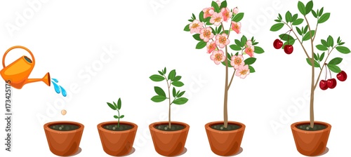 Plant growing from seed to cherry tree. Plant growth stage