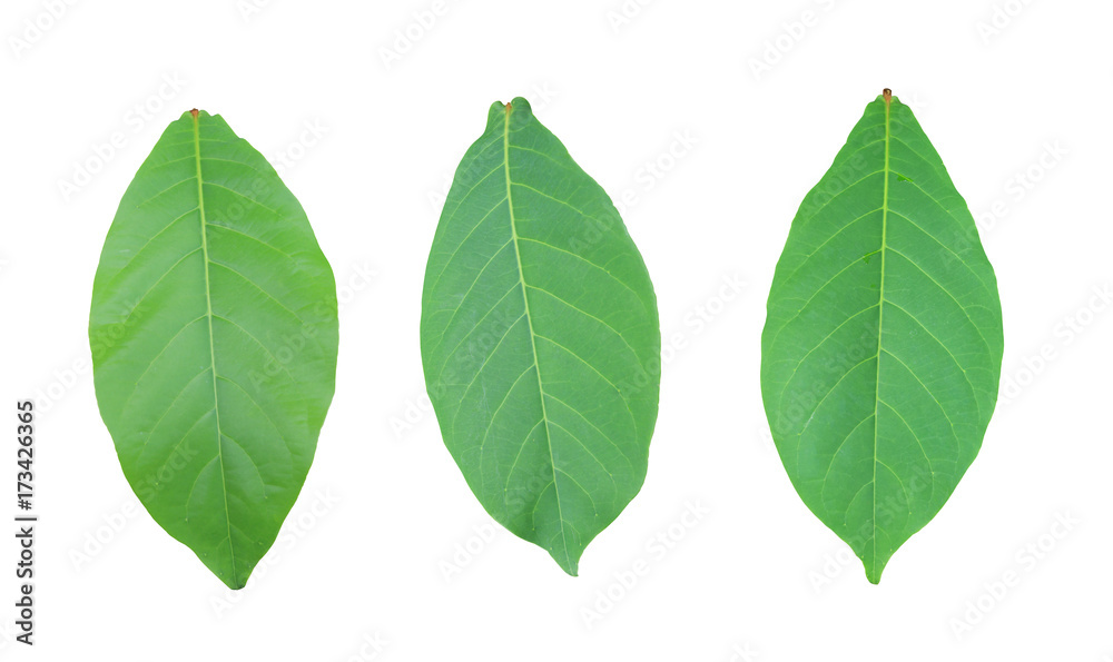 Malabar or Terminalia catappa of green Leaves isolated on white background.