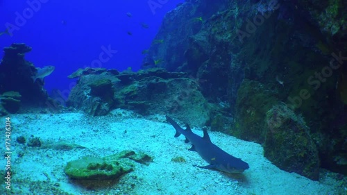 Wallpaper Mural Whitetip Reef sharks on rocky reef search food, Caribbean sea Cocos Costa Rica. Underwater landscape, rocky pinnacles, canyons, walls and caves. Beautiful array of marine life ready for exploration. Torontodigital.ca