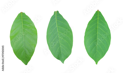 Malabar or Terminalia catappa of green Leaves isolated on white background.