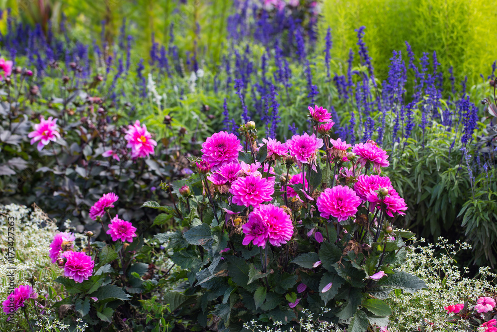 Obraz premium Dahlien im Blumenbeet