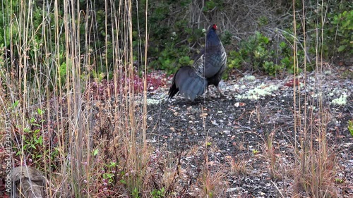 Couple of Kalij pheasant (Lophura leucomelanos) in Volcanoes National Park. Big island, Hawaii, USA photo