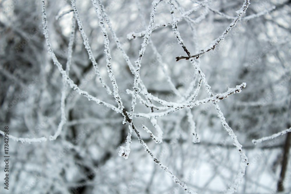 Frozen branches winter forest background