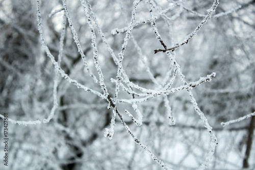 Frozen branches winter forest background © Svet105