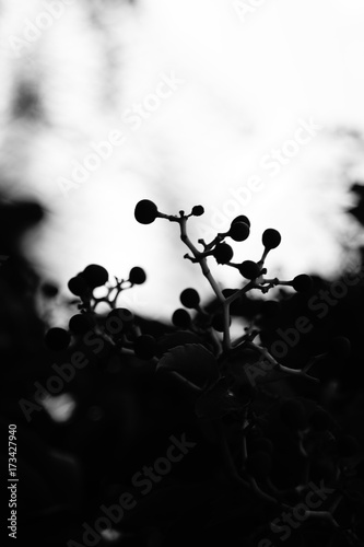 Black and white nature photo
