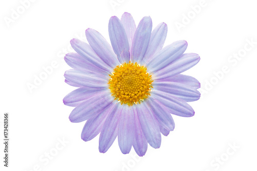 chamomile isolated