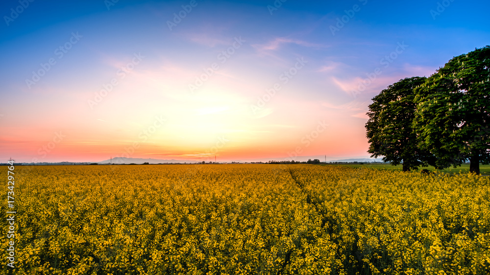 Yellow field on sunset